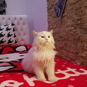 Foto von Henda Maghraby