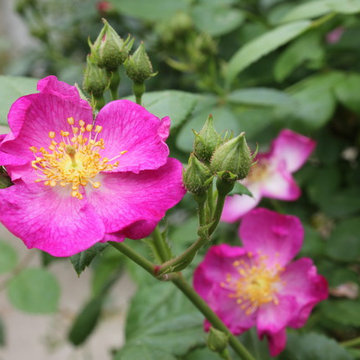 Oso Happy® Smoothie Landscape Roses