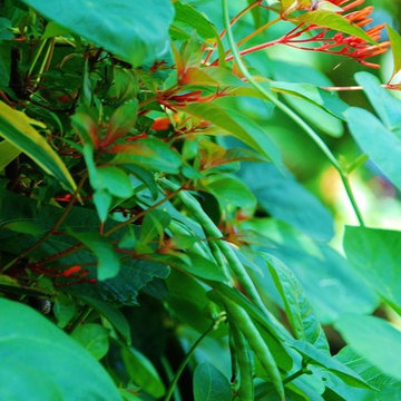 Landscape Design Miami- Deb's Certified Wildlife Habitat