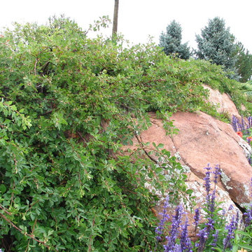 Skunkbush Sumac
