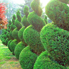 Grass Landscapes