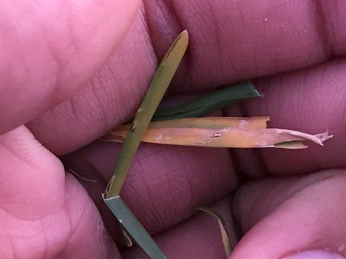 St Augustine Grass Yellow Blades