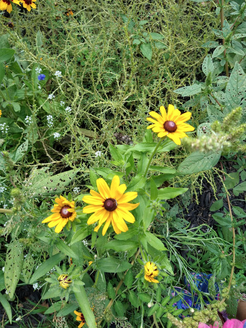 More wildflower ID questions