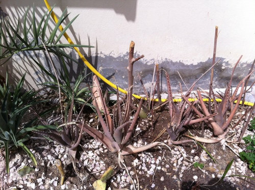 How To Save My Aloe Vera Plants Qatar