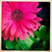 Photo de Karen Chapman