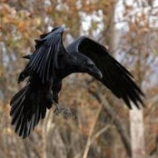 Foto di Ryla Raven