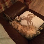 Carol Stewart's photo