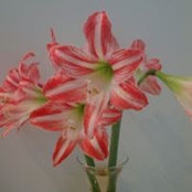 Doreen Dopico's photo