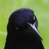 Carl Lerner's photo