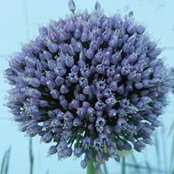 S Dianne Davis's photo