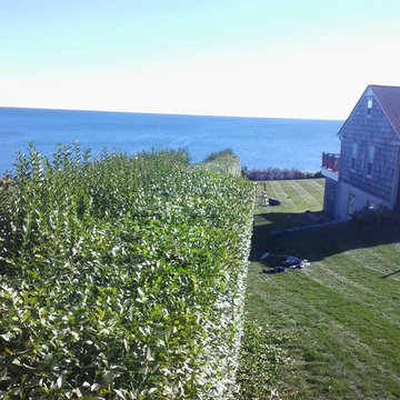 Privet Hedge Pruning