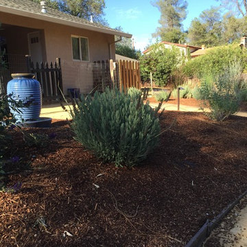 Hummingbird Oasis