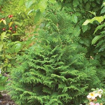 False Cypress 'Soft Serve'