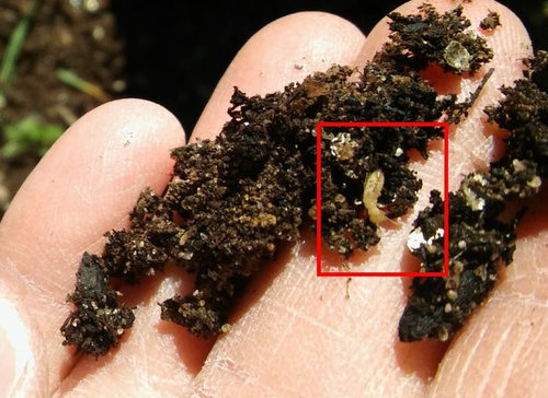 White insect larvae in soil?