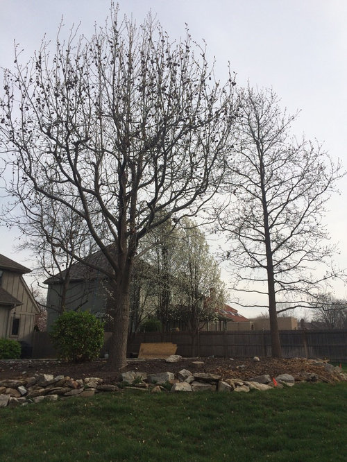 Cut down topped tree or save