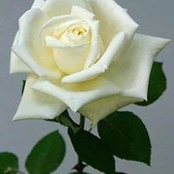 Foto von Thi Thi Naing