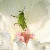 Foto de Deb Hailstone
