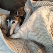 Lisa Bonifas's photo