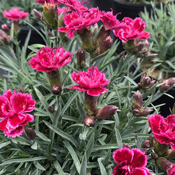 Current Featured Plants - Products
