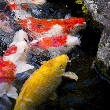 Koi Fish