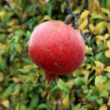 Santa Ynez Organic Ranch