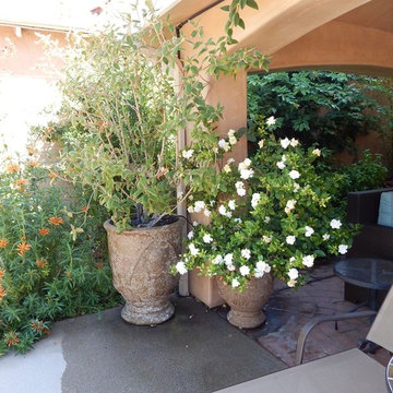 Lush Drought Tolerant Garden