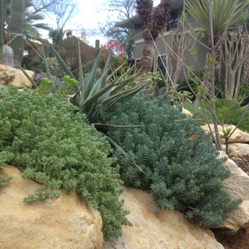 Miscellaneous Cacti & Succulent Landscapes by Rhinamic