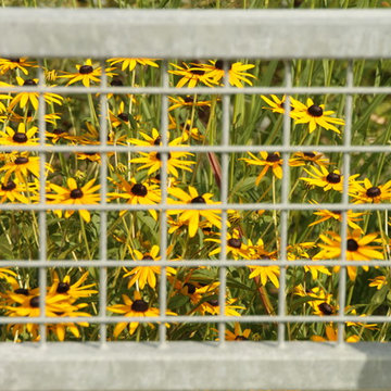 Black-Eyed-Susan in the Rain Garden