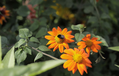 Conseils de pro pour attirer les abeilles dans son jardin