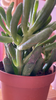 chinese money plant lighting Chinese Money Plant main image 0