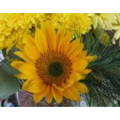 Debbie Ventola's photo