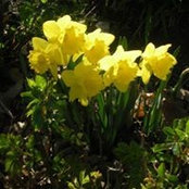 Shirley Hansen's photo