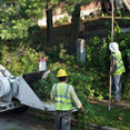 Fair Tree Services Stump Removal and Landscaping's profile photo