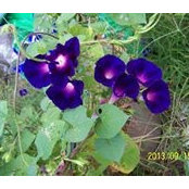 Pat Hauschild's photo