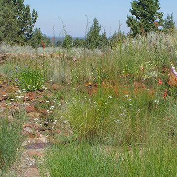 Residential rain garden with native plants