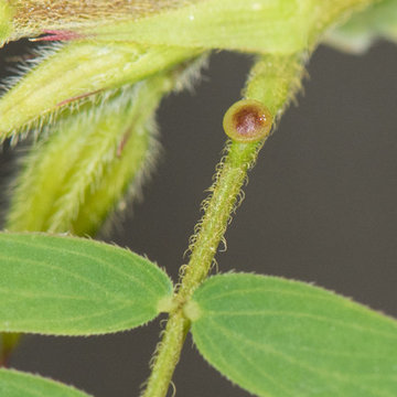 Chamaechrista fasciculata