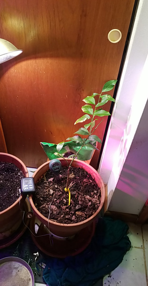 Meyer lemon tree dying?