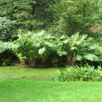 Osmunda Regalis