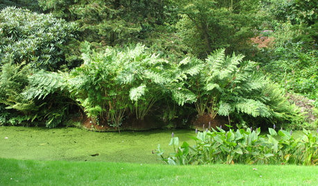Great Design Plant: Osmunda Regalis