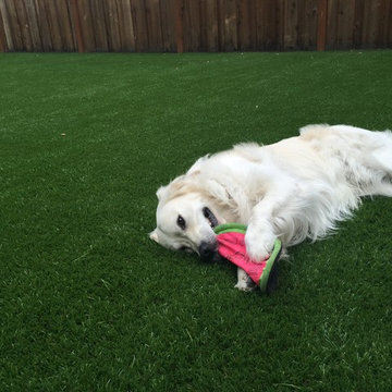 Artificial Grass