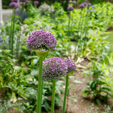 Herbal Children's Garden