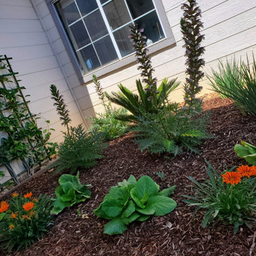 Frontyard