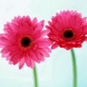 Laura Barton's photo
