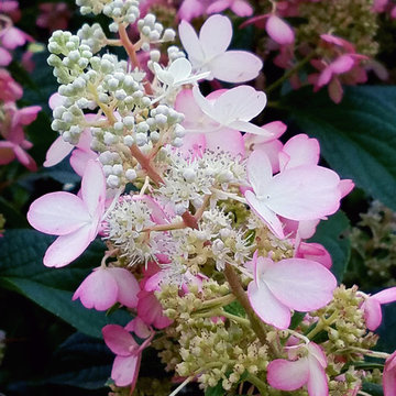 For the Love of Hydrangeas