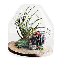 Plantes
