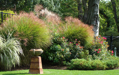 The 7 Best Plant Types for Creating Privacy and How to Use Them