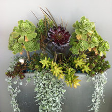 plants
