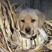 Lisa Eidenberger's photo