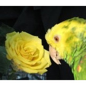 birdwriters billede