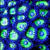 Damian Ochsner's photo